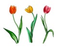 collection of elegant tulips. set of yellow, pink and red tulip on a long stem Royalty Free Stock Photo