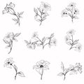 Collection of elegant vector rustic flowers for design