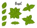 Collection of elements, basil, leaves and bunch . Objects for packaging, advertisements. Isolated image. Cartoon. Vector
