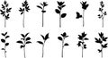 Botanical Silhouette Set Royalty Free Stock Photo