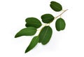 Eucalyptus leaves isolated on white background. Clipping path Royalty Free Stock Photo