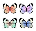 Collection of exotic colorful butterflies, vector illustration
