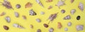 Collection of exotic seashells arranged on whole yellow background