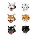 Collection face tiger