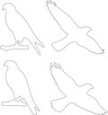collection of 4 falcon line art, featuring a mix of perched and flying poses Royalty Free Stock Photo