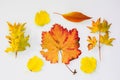 Collection of fall leaves Royalty Free Stock Photo