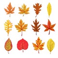 A collection of fallen autumn leaves of different shapes and colors