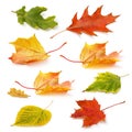 Collection of fallen autumn leaves in warm yellow-red and green tones isolated