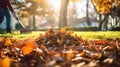 Collection of fallen leaves. Raking autumn leaves from the lawn on lawn in autumn park. Using rake to clear fallen