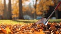 Collection of fallen leaves. Raking autumn leaves from the lawn on lawn in autumn park. Using rake to clear fallen