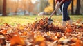Collection of fallen leaves. Raking autumn leaves from the lawn on lawn in autumn park. Using rake to clear fallen