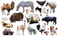 collection farm animals