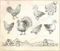 Collection of farm poultry.