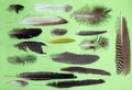 Collection feathers of birds isolated on green background