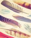 Collection of feathers