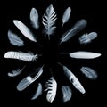 Collection of feathers