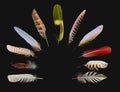 Collection feathers of birds