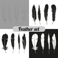 The collection of feathers