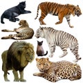 Collection of felidae family animals isolated on white