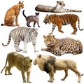 Collection of felidae family animals isolated on white