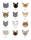 Collection feline muzzles kittens Royalty Free Stock Photo