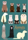 Collection of ferrets