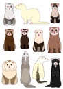 Collection of ferrets