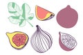 Collection of figs. Fruit, leaf and piece of fig. Vector hand drawn illustration in modern trendy flat style for web, print Royalty Free Stock Photo