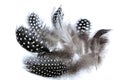 Collection of Fine Fluffy Spotted Guinea Fowl Feathers