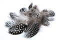 Collection of Fine Textured Guinea Fowl Feathers