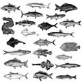Collection of vintage fish illustrations