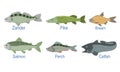 Collection of Fish Species with Name Subscription, Zander, Pike, Bream , Salmon, Perch, Catfish Vector Illustration