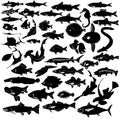Collection of fishes