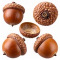 Collection of Five Acorns on White Background Macro Close Up Still Life Royalty Free Stock Photo