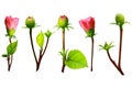 Collection of five different types of beautiful Shoeblackplant and buds over a white background,