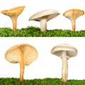 Collection of five mushrooms