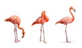 Collection, flamingo (Phoenicopterus ruber) Heart shape, neck curl and standing posture isolated on white background Royalty Free Stock Photo