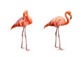 Collection, flamingo (Phoenicopterus ruber) Heart shape, neck curl and standing posture isolated on white background