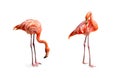 Collection, flamingo (Phoenicopterus ruber) Heart shape, neck curl and standing posture isolated on white background Royalty Free Stock Photo