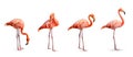 Collection, flamingo (Phoenicopterus ruber) Heart shape, neck curl and standing posture isolated on white background Royalty Free Stock Photo