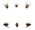 Collection of flies on white Royalty Free Stock Photo