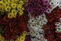 A collection of colorful paper wrapped chrysanthemums ready to be marketed