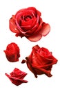 collection of flower of red rose Isolated on white background Royalty Free Stock Photo