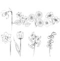 Collection of flower sketches