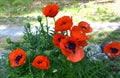 Collection of Flowering Oriental Poppies in Bloom