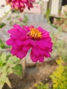 Collection of Flowering Plants Online In India.