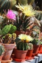 A collection of flowering potted cacti