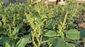 a collection of flowering spinach growing in the yard