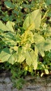 a collection of flowering spinach growing in the yard