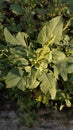 a collection of flowering spinach growing in the yard